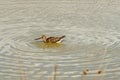 Wading blacktailed godwit in Le Teich Bird Reserve, France Royalty Free Stock Photo