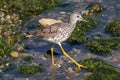 Shore bird Greater yellowlegs Royalty Free Stock Photo