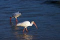 Shore bird hunting