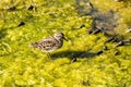 Shore bird hunting for dinner in green smile Royalty Free Stock Photo