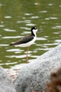 Shore bird on rocks by lake