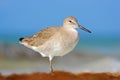 Shore bird Willet, sea water bird in the nature habitat. Animal on the ocean coast. White bird in the sand beach. Beautiful bird f