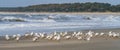 Shore birds on beach at low tide Royalty Free Stock Photo