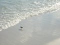 Shore Birds Chasing Dinner in the Waves