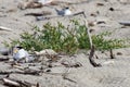 Shore birds nesting