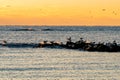 Shore birds and seagulls on the Jetty at sunrise on a calm winter morning Royalty Free Stock Photo