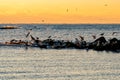 Shore birds and seagulls on the Jetty at sunrise on a calm winter morning Royalty Free Stock Photo