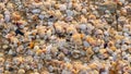 Shore of Black Sea with fragments of seashells on sand at dawn