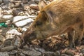 Dirty snout pig looking for food among the stones Royalty Free Stock Photo