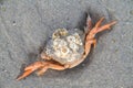 Shore crab with Barnacles Royalty Free Stock Photo
