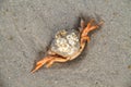 Shore crab with Barnacles Royalty Free Stock Photo