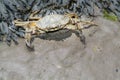 Shore crab in defence
