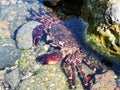 Shore crab exoskeleton shed in a rock pool Royalty Free Stock Photo