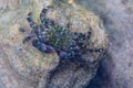 Shore crab Pachygrapsus marmoratus in shallow water.