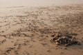 Shore crab's colony Royalty Free Stock Photo