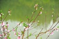 On the shore of the green lake, there are five or six peach branches on the green grass.