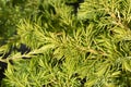 Shore Juniper Allgold Royalty Free Stock Photo