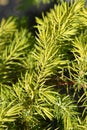 Shore Juniper Allgold Royalty Free Stock Photo