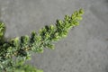 Shore Juniper Blue Pacific Royalty Free Stock Photo