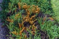 Shore juniper plants Juniperus conferta infected with Phomopsis juniperovora fungal disease - Homosassa, Florida, USA