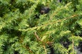 Shore Juniper Schlager Royalty Free Stock Photo
