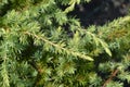 Shore Juniper Schlager Royalty Free Stock Photo
