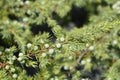 Shore Juniper Schlager Royalty Free Stock Photo