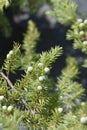 Shore Juniper Schlager Royalty Free Stock Photo