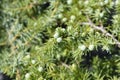 Shore Juniper Schlager Royalty Free Stock Photo