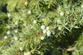 Shore Juniper Schlager Royalty Free Stock Photo
