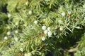 Shore Juniper Schlager