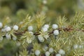 Shore Juniper Schlager Royalty Free Stock Photo