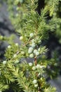 Shore Juniper Schlager