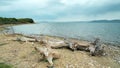 The shore of the Krasnoyarsk sea, driftwood and tree trunks on the shore