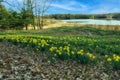 The shore of the lake with a meadow of luxuriantly blooming flowers of daffodils. Royalty Free Stock Photo