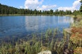 Shore of a lake with ripples of water in a coniferous forest at sunny summer day. Royalty Free Stock Photo