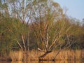 Shore of a lake with trees at sunset of the day. Young willow above water Royalty Free Stock Photo