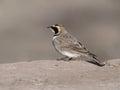 Shore lark or Horned lark, Eremophila alpestris atlas