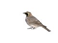 Shore lark or Horned lark, Eremophila alpestris atlas