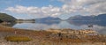 The Shore of Loch Linnhe Royalty Free Stock Photo