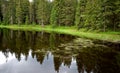 Lake shore with trees and grass mountain meadows acidic peat water with aquatic plants in the forest