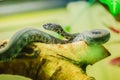 The Shore pit viper, Mangrove pit viper, or Mangrove viper (Trimeresurus purpureomaculatus) is venomous snake that is highly toxic Royalty Free Stock Photo