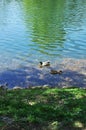 The shore of the pond with floating ducks. Royalty Free Stock Photo