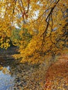 The shore of a pond with trees bent over the water, in which the sky is reflected, trees and fallen leaves float Royalty Free Stock Photo