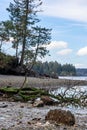 Shore of puget sound with driftwood and trees Royalty Free Stock Photo