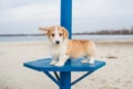 On the shore of the river is a Welsh Pembroke Corgi puppy. Profile view