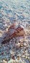 Shore sand stones shell sea background Royalty Free Stock Photo