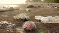 Shore of sea beach with plastic trash, empty bottles and dead fish