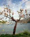 shore sea tree island beautiful sky clouds