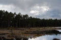 The shore of the spring forest swamp, overgrown with red moss Royalty Free Stock Photo